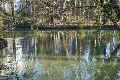 Scenic view of lake in forest