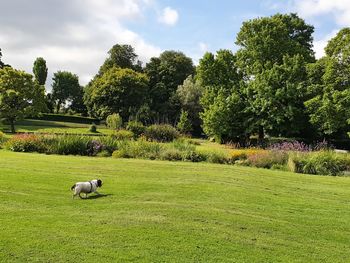 View of sheep on grassy field