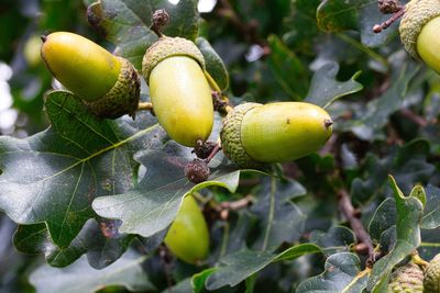 Close-up of fruits on tree