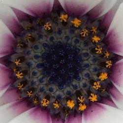 Close-up of daisy flowers