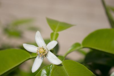 Close-up of white flowers