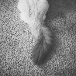 Low section of person with dog