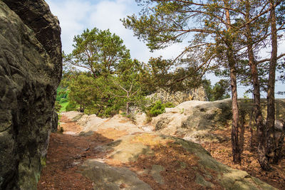 Scenic view of rocks in forest against sky