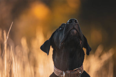 Close-up of dog