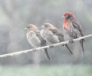 bird