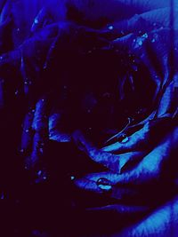 Full frame shot of blue rose flower