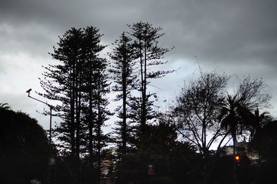 Low angle view of silhouette trees against sky
