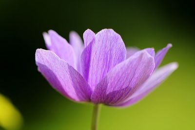 Close-up of purple flower