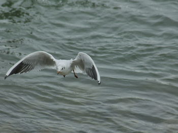 Swan flying over water