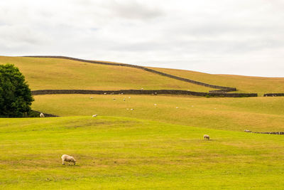 Sheep grazing in a field