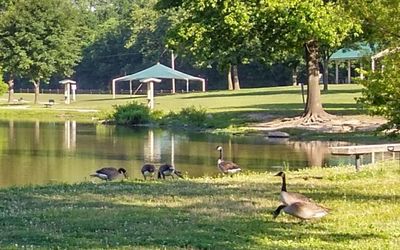 Ducks on lakeshore