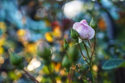 Close-up of pink flowering plant