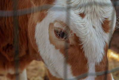 Close-up of a cow