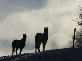 Horses standing in a field