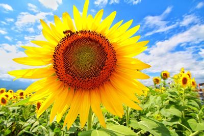 Close-up of sunflower blooming on field against cloudy sky