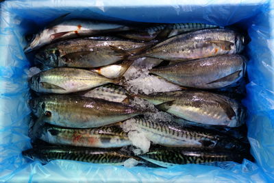 Close-up of fish on ice