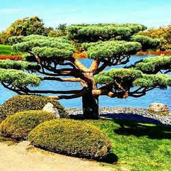 Trees growing in water