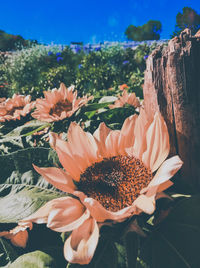 Close-up of orange flowering plants