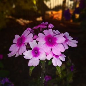 Close-up of purple flowering plant