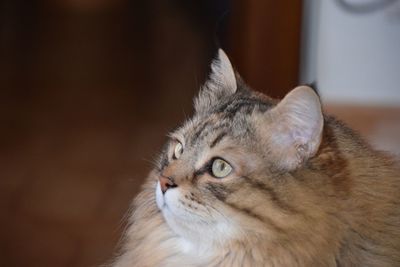 Close-up portrait of a cat