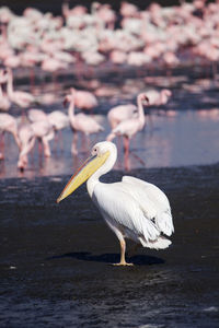 Close-up of pelican perching on shore at beach