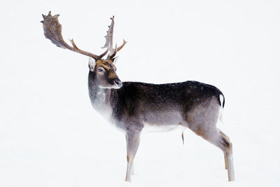 Deer standing on snow over white background