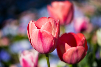 Close-up of pink tulips