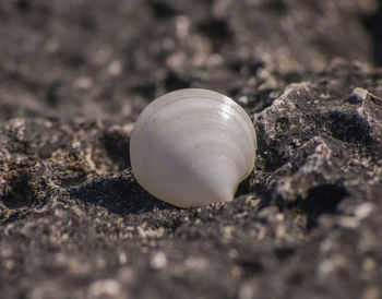 High angle view of seashell on sand at beach