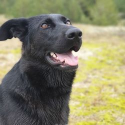 Close-up of a dog looking away