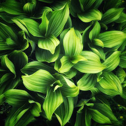 Full frame shot of green leaves