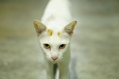 Close-up portrait of cat