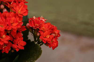 Close-up of red flowering plant