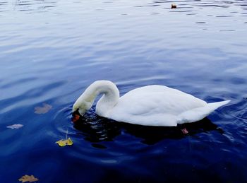 Swan swimming in lake