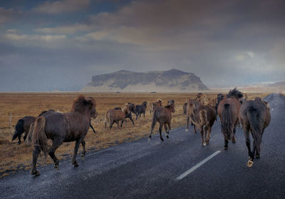 Horses walking on road by field against cloudy sky