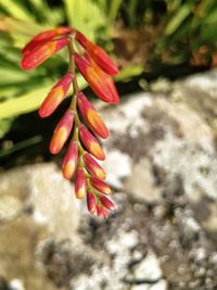 Close-up of red flower