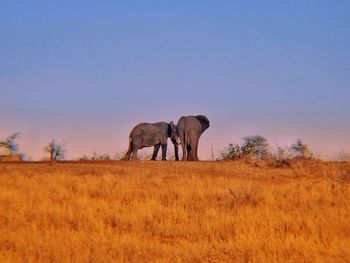 Elephant on field against clear sky