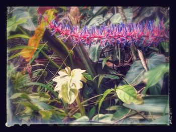 Close-up of purple flowering plants