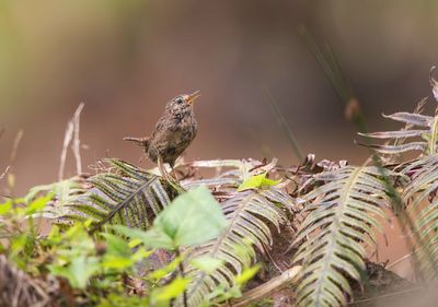 Close-up of bird perching on plant