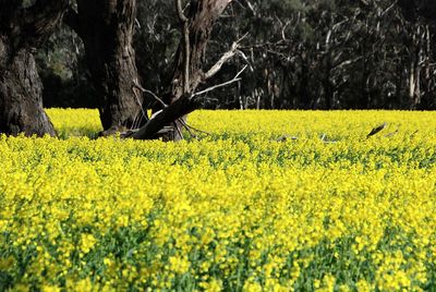 Scenic view of oilseed rape field