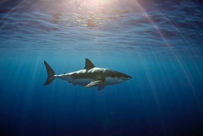 Shark swimming in sea