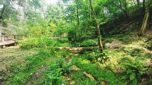 Scenic view of forest