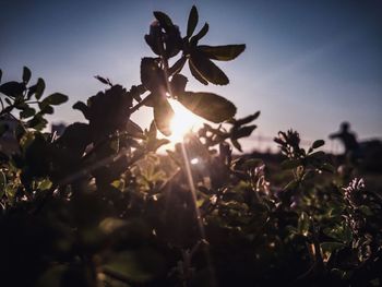 Close-up of silhouette plants against sky during sunset