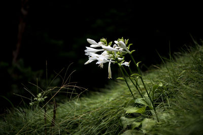Close-up of flower blooming at night