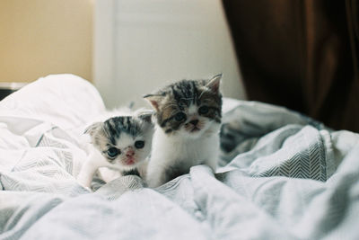 Cats resting on bed