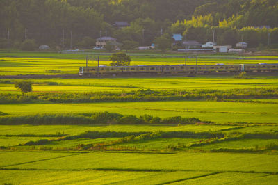 Scenic view of agricultural field