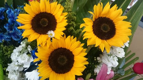 Close-up of sunflowers blooming outdoors