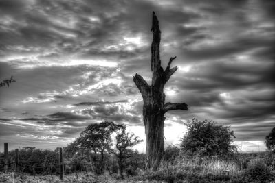 Tree on field against storm clouds