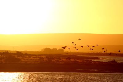 Silhouette birds flying over lake against sky during sunset