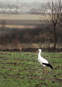 Bird perching on a field