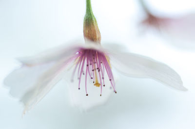 Close-up of wet pink flower against white background